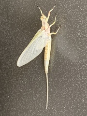 Hexagenia limbata