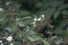 Symphoricarpos