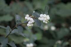 Symphoricarpos