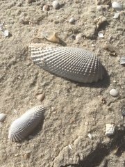 Cyrtopleura costata