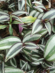 Tradescantia zebrina