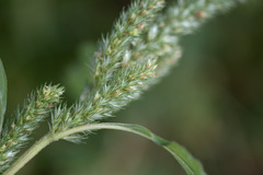 Amaranthus retroflexus