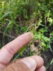 Dichanthelium spretum