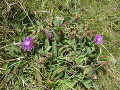 Centaurea nigra