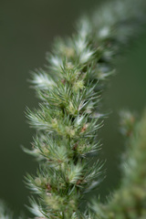 Amaranthus retroflexus