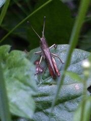 Gomphocerippus rufus