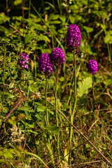 Anacamptis pyramidalis