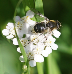 Eristalis rupium