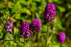 Anacamptis pyramidalis