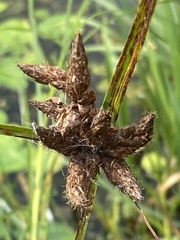 Bolboschoenus maritimus