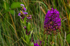 Anacamptis pyramidalis