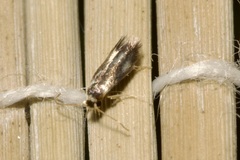 Nepticulidae