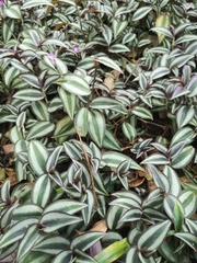 Tradescantia zebrina