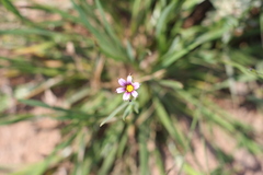 Sisyrinchium