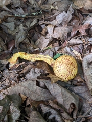 Aureoboletus betula