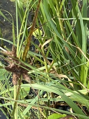 Bolboschoenus maritimus