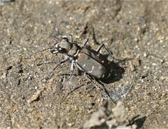 Cicindela duodecimguttata