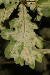 Erysiphe alphitoides