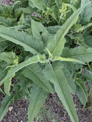 Ambrosia ambrosioides