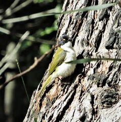 Melithreptus lunatus