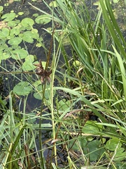 Bolboschoenus maritimus