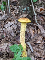 Aureoboletus betula