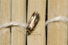 Nepticulidae