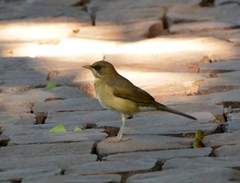 Turdus amaurochalinus