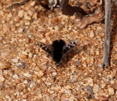Bombyliini