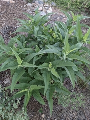 Ambrosia ambrosioides