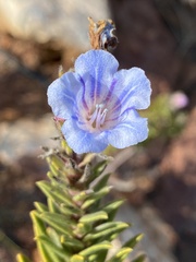 Lobostemon fruticosus