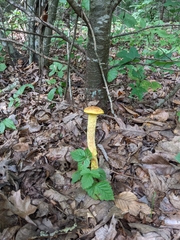 Aureoboletus betula