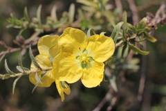 Ludwigia sericea