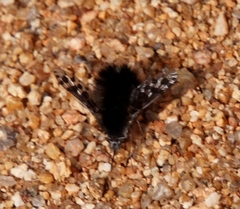 Bombyliini