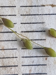Dichanthelium spretum