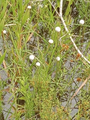 Eriocaulaceae