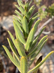 Lobostemon fruticosus