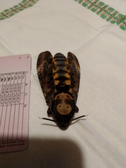 Acherontia atropos