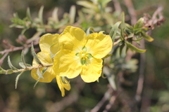 Ludwigia sericea