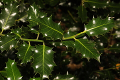 Ilex aquifolium