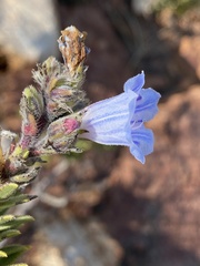 Lobostemon fruticosus