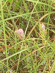 Polygala cruciata