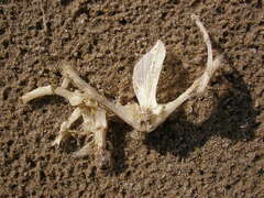 Actinopterygii