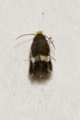 Nepticulidae