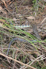 Notechis scutatus