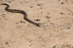 Bothrops alternatus