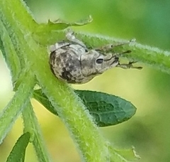 Pseudocneorhinus bifasciatus