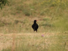 Pyrrhocorax pyrrhocorax
