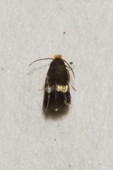 Nepticulidae