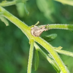 Pseudocneorhinus bifasciatus